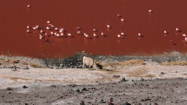 White lama in Bolivia Altiplano. Grazing llama and pink flamingo in red lake Colorado. Natural wilderness scenery wide shot 4K