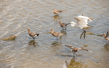 Aigrette et oiseau des vasières