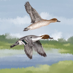 canard pilet, anas acuta, couple, illustration aquarelle,  volant, ciel, lac, marécage, étant ,  vol,  animal, ailes, mer, nature, bleu, oiseau, faune, blanc, bec, eau,  liberté,  oie, océan, sauvage,