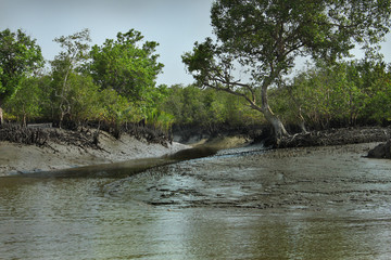 Sundarban