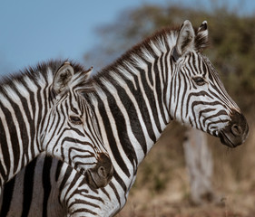 Profile of two zebras walking