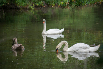 Cygne