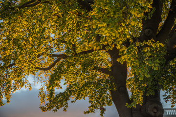 Vibrant colour yellow and green tree in the sunset