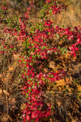 Colourful autumn leaves, red,  green on the bush, yellow grass