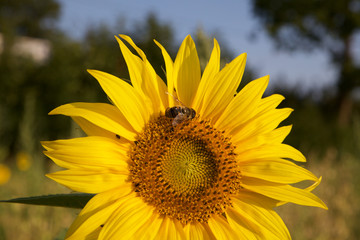 [just bee here]