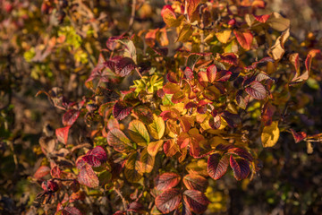 Colourful autumn leaves, yellow, red, orange and green on the bush