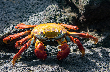 Sally Lightfoot Crab on rock