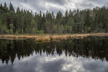 Fototapeta na wymiar coniferous forest and cloudy sky reflects in the lake