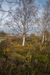 Leafless birch tree in the autumn yellow grass and heather, cloudy sky
