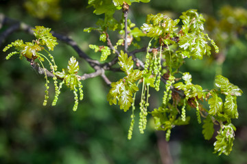 Fototapeta premium Green Catkins (male flowers) on a Sessile Oak tree in Essex