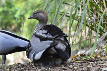 duck