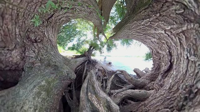 Mann schaukelt am Rheinufer unter altem Baum, Auwald, Naturerlebnis, VR, Kugelpanorama, VR360, 360VR