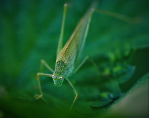 Grashüpfer