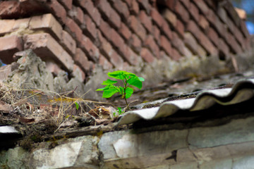 tree on the roof