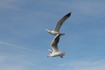 Seagulls try to catch food that people throwing from ship