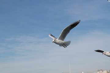 Seagulls try to catch food that people throwing from ship