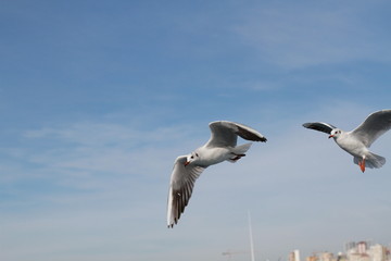 Fototapeta na wymiar Seagulls try to catch food that people throwing from ship
