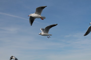 Obraz premium Seagulls try to catch food that people throwing from ship