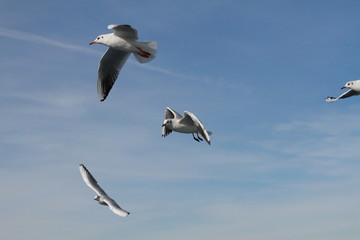 Seagulls try to catch food that people throwing from ship