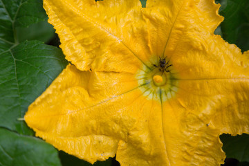 Kürbisblüte / Biene /pumpkin blossom / bee
