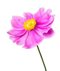 Beautiful Anemone (Daisy) isolated on white background, including clipping path.