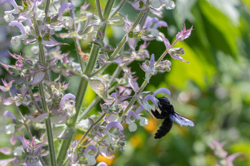 A black wasp collects nectar from flowering plants. Wasp filmed in flight.