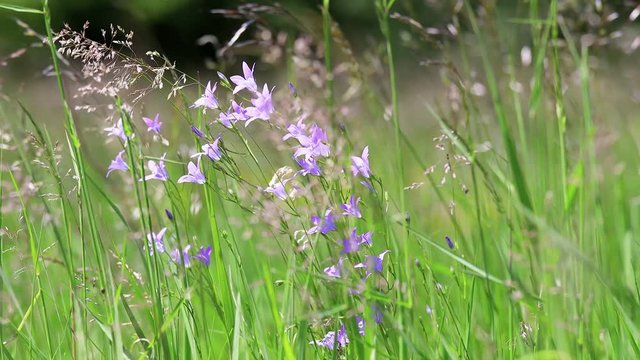 Nice wild flowers in a wind in springtime on the meadow