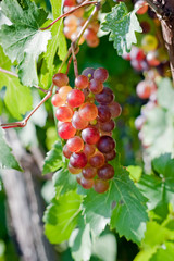 Bunch of pink grape in garden