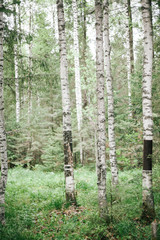 birch and greens