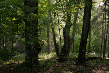 Fototapeta premium Misty morning deciduous tree stand