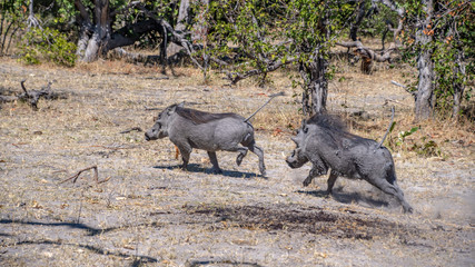 Male warthog chasing rival