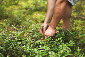 man picks blueberries in the forest. blueberry bushes in the forest