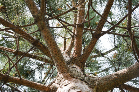 View of a pine tree, pinus, branches and trunk. Look at the sky with details.
