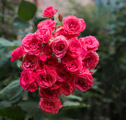 Close up of beautiful pink roses in the garden