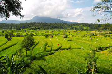 View of green rice field in terrace ,near Ubud at Bali - Indonesia