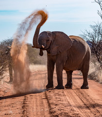 Naklejka na ściany i meble Elephant throws dirt onto its back in order thwart parasites