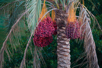 Dates palm branches with ripe dates. Colorful dates clusters