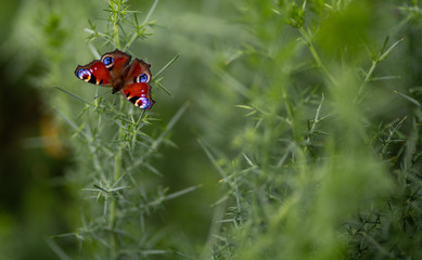 Peacock Butterfly