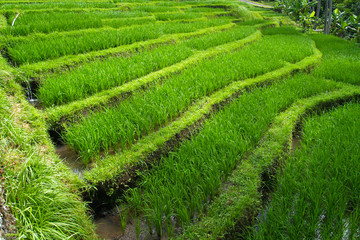 View of green rice field in terrace