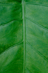 macro