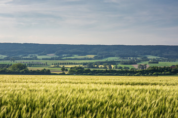 Fototapeta na wymiar The landscape in Low Saxony, Germany.