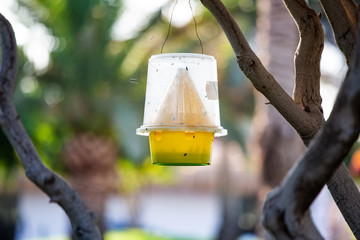 Ecological insect and fly traps In the garden.