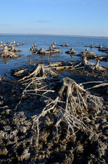 Old dried roots on the lake.