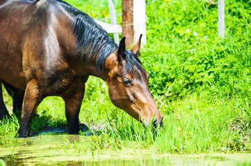 Arab racer runs on a green summer meadow