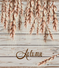 Wheat ears Autumn fall card. Vintage rustic poster. Wooden texture backgrounds