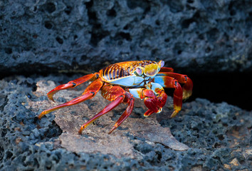 Galapagos Sally lightfoot crab closeup