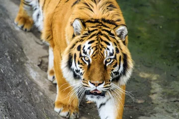 Zelfklevend Fotobehang Beautiful amur tiger © The Len
