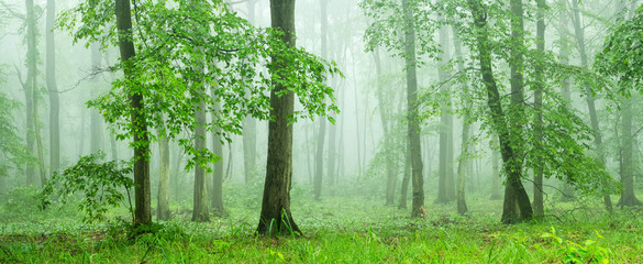 Panoramic Forest of Beech Trees with Fog in Springtime - obrazy, fototapety, plakaty