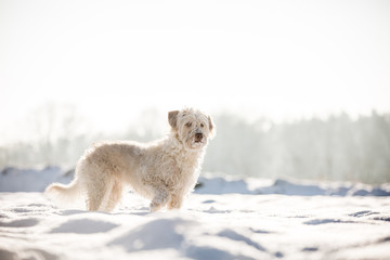 Hund im Schnee