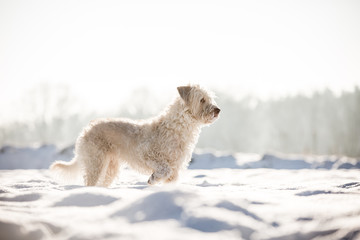 Hund im Schnee
